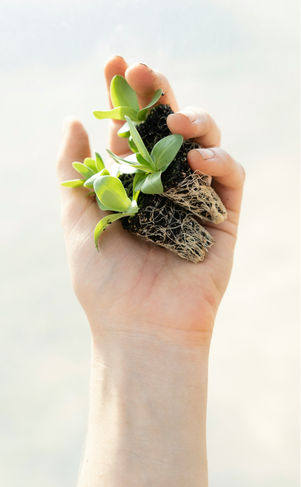 Marco Ferra Growth Photo